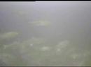 Bluefish Schooling in the Stellwagen Bank Sanctuary