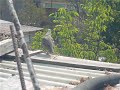 PERDIZ CHUKAR IXTAPALUCA MEXICO