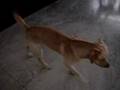 Labrador Retriever video