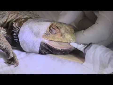 YouTube reptile video