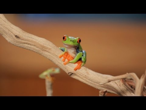 how to care for a red eyed tree frog