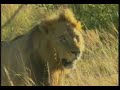 Mapogo Lions Djuma