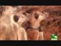 videos de ♥кιикαנσυ;; αмαzιиg