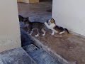 3 Little Kittens