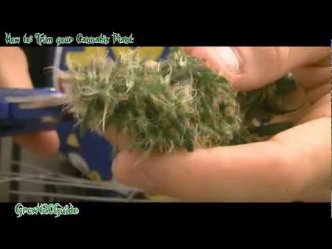 how to trim cannabis plant