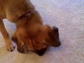 Puggle Preston Nike SpokesPuggle