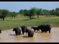 Cuba 2004, Water Buffalo