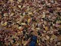 first automn days in st. petersburg