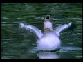 Canvasback Duck - Hinterland Who's Who