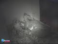 S2 Hunts & Feeds Kuikens in the Netherlands