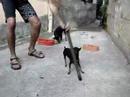 Untamable dog 2 / Cão indomável 2