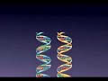 SNPs - Single Nucleotide Polymorphisms SNPs - Single Nucleotide Polymorphisms