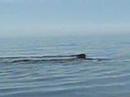 whales