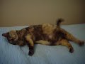 Pregnant Munchkin Cat