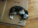 Indiana on a box