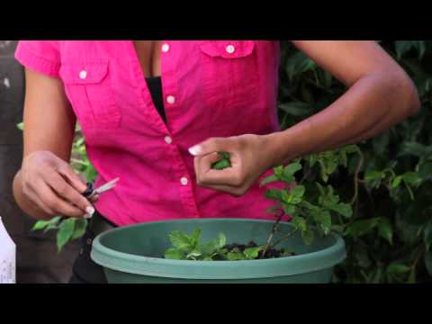 how to harvest apple mint