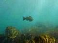 Pollack (pollock) underwater.