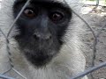 Vervet Monkey Foundation