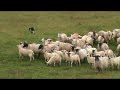 Packy John training sheep dogs Packy John training sheep dogs