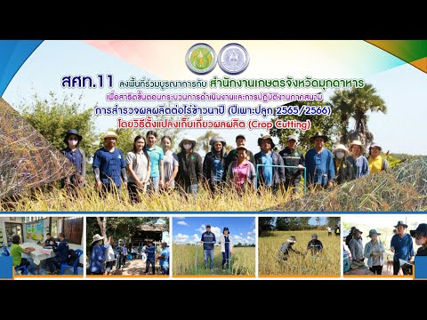 สศท.11 ร่วมกับ สนง.เกษตร จ.มุกดาหาร สาธิตขั้นตอนการสำรวจโดยวิธีตั้งแปลงเก็บเกี่ยวผลผลิตข้าวนาปี