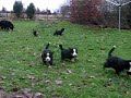 Puppies Lucy rennen deel 2