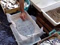 Pescheria di Catania Pescheria di Catania