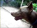 black-blue-and-fawn-doberman-pinschers-in-the-yard.html