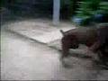Black, Blue, and Fawn Doberman Pinschers in the yard