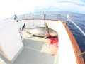 Giant yellowfin tuna fishing the dream