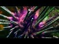 Don't Give Up [OFFICIAL MUSIC VIDEO] 