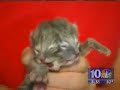 Gato de dos caras