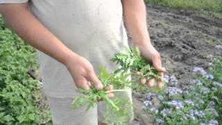 Фацелия во всей красе .