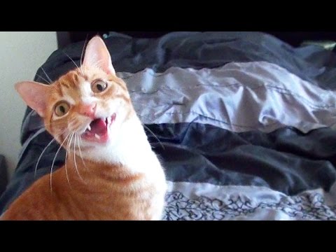 Funny Cats and Kittens Meowing Compilation
