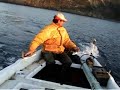 Kalamaria - psarema - fishing