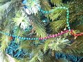 Mushu (the Tegu) climbing in my Christmas tree Mushu (the Tegu) climbing in my Christmas tree