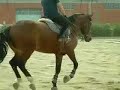 Galoppo sinistro Galoppo sinistro