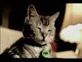 Daft Punk Cat Daft Punk Cat