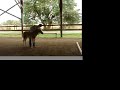 Vinnie - 2006 Spanish Mustang colt Vinnie - 2006 Spanish Mustang colt