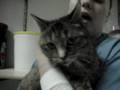 videos de Marquette County Humane Society-Toppaz is Fry's favorite