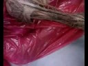 musculo deltoide braquial anterior biceps musculo deltoide braquial anterior biceps