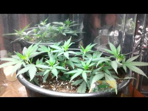 how to grow weed lst method