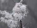 Beautés de l'hiver et bonne année 2010 à tous!