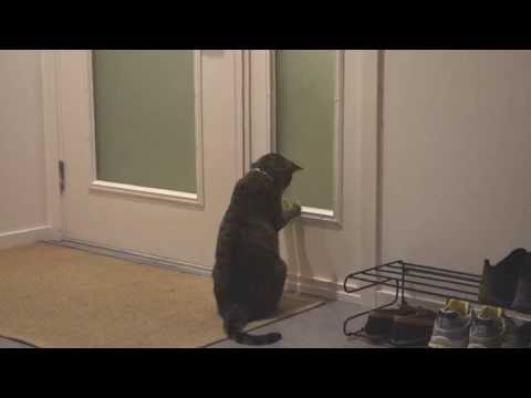 The Adventures of Oskar the Blind Cat and Klaus - Episode 6 - Parkour Pussycat_Legjobb vide�k: Extr�m