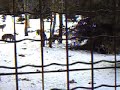 wölfe knurren kreischen schreien wölfe knurren kreischen schreien