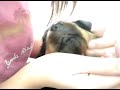 rottweiler pups varus x vexa rottweiler pups varus x vexa
