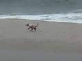 Katy dog & tropical storm Hanna