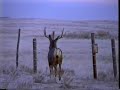 Mule Deer Mule Deer