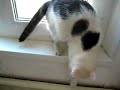 Basya - The Turkish Van Cat (video 1) Basya - The Turkish Van Cat (video 1)