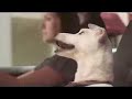 Singing Dog Polo Advert - BANNED