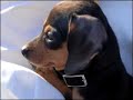 Chewy the Chiweenie